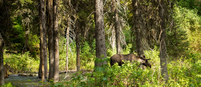 Grinnell Lake - Glacier National Park