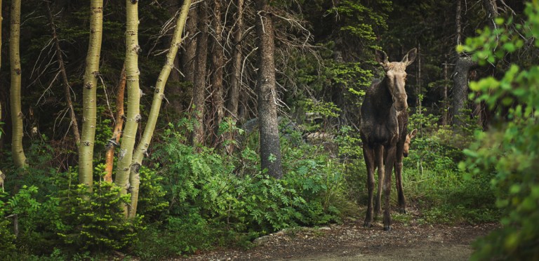Glacier National Park